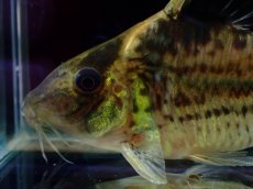 画像2: 【淡水魚】【通販】超激レア No3 ショートボディ コリドラス ロブスタス リオプルス産 ワイルド【個体販売】(±8cm)(生体)(熱帯魚)NKCR (2)