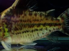 画像3: 【淡水魚】【通販】超激レア No3 ショートボディ コリドラス ロブスタス リオプルス産 ワイルド【個体販売】(±8cm)(生体)(熱帯魚)NKCR (3)