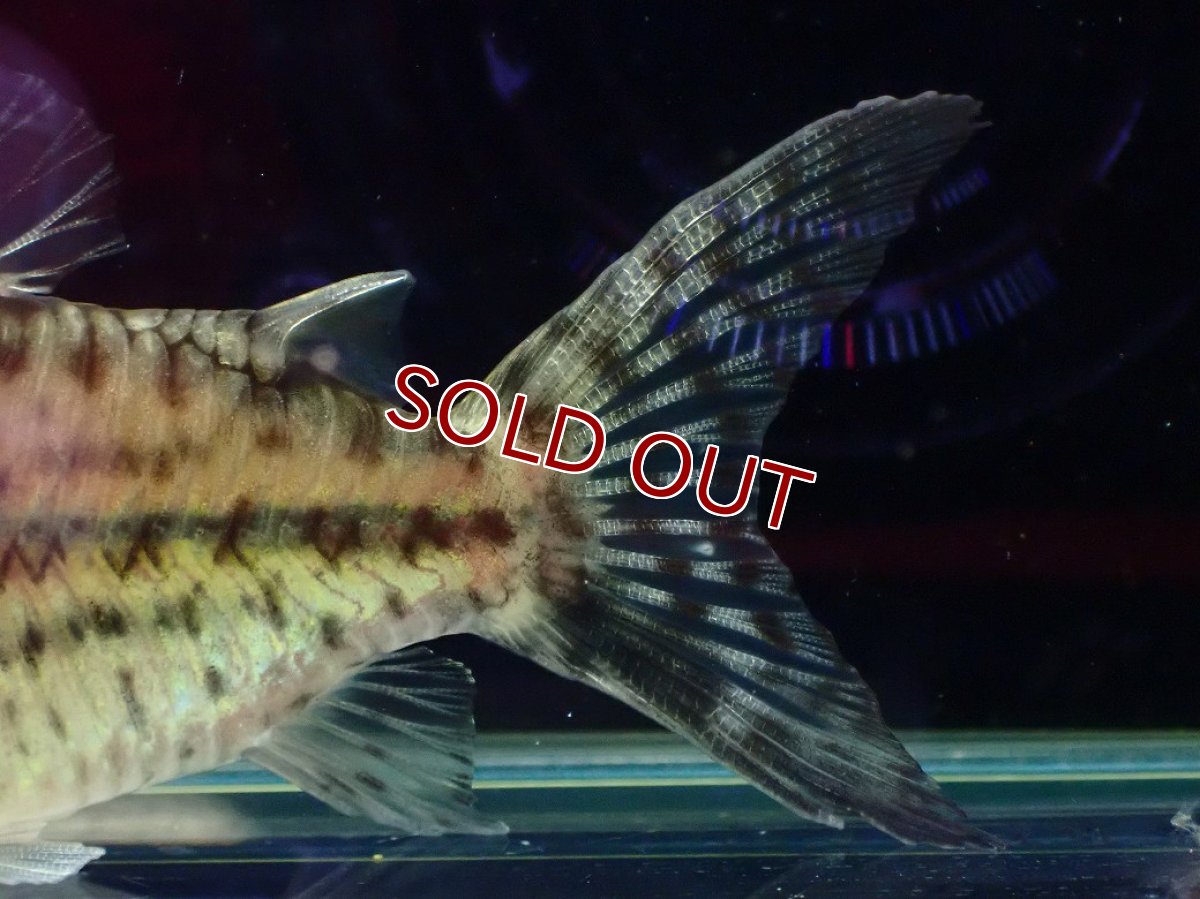 画像4: 【淡水魚】【通販】超激レア No3 ショートボディ コリドラス ロブスタス リオプルス産 ワイルド【個体販売】(±8cm)(生体)(熱帯魚)NKCR (4)