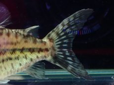 画像4: 【淡水魚】【通販】超激レア No3 ショートボディ コリドラス ロブスタス リオプルス産 ワイルド【個体販売】(±8cm)(生体)(熱帯魚)NKCR (4)