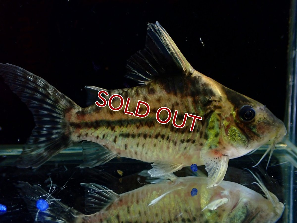 画像5: 【淡水魚】【通販】超激レア No3 ショートボディ コリドラス ロブスタス リオプルス産 ワイルド【個体販売】(±8cm)(生体)(熱帯魚)NKCR (5)