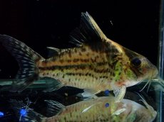 画像5: 【淡水魚】【通販】超激レア No3 ショートボディ コリドラス ロブスタス リオプルス産 ワイルド【個体販売】(±8cm)(生体)(熱帯魚)NKCR (5)