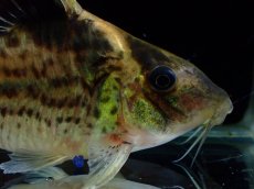 画像6: 【淡水魚】【通販】超激レア No3 ショートボディ コリドラス ロブスタス リオプルス産 ワイルド【個体販売】(±8cm)(生体)(熱帯魚)NKCR (6)