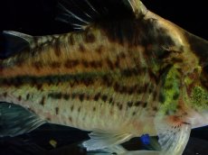 画像7: 【淡水魚】【通販】超激レア No3 ショートボディ コリドラス ロブスタス リオプルス産 ワイルド【個体販売】(±8cm)(生体)(熱帯魚)NKCR (7)