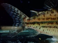 画像8: 【淡水魚】【通販】超激レア No3 ショートボディ コリドラス ロブスタス リオプルス産 ワイルド【個体販売】(±8cm)(生体)(熱帯魚)NKCR (8)