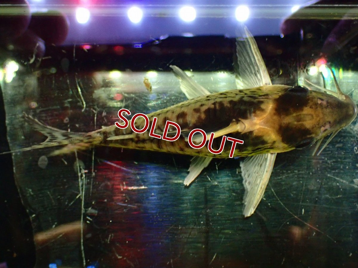 画像9: 【淡水魚】【通販】超激レア No3 ショートボディ コリドラス ロブスタス リオプルス産 ワイルド【個体販売】(±8cm)(生体)(熱帯魚)NKCR (9)