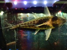 画像9: 【淡水魚】【通販】超激レア No3 ショートボディ コリドラス ロブスタス リオプルス産 ワイルド【個体販売】(±8cm)(生体)(熱帯魚)NKCR (9)