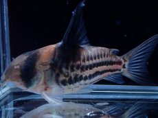 画像1: 【淡水魚】【通販】超激レア No1 ウルトラショートボディ コリドラス コルレア【個体販売】(±6cm)(コリドラス)(生体)(熱帯魚)NKCR (1)