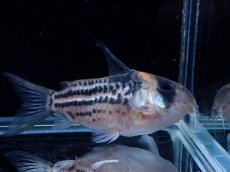 画像2: 【淡水魚】【通販】超激レア No1 ウルトラショートボディ コリドラス コルレア【個体販売】(±6cm)(コリドラス)(生体)(熱帯魚)NKCR (2)