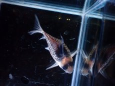 画像3: 【淡水魚】【通販】超激レア No1 ウルトラショートボディ コリドラス コルレア【個体販売】(±6cm)(コリドラス)(生体)(熱帯魚)NKCR (3)