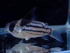画像1: 【淡水魚】【通販】超激レア No2 ウルトラショートボディ コリドラス コルレア【個体販売】(±5cm)(コリドラス)(生体)(熱帯魚)NKCR (1)