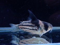 画像2: 【淡水魚】【通販】超激レア No2 ウルトラショートボディ コリドラス コルレア【個体販売】(±5cm)(コリドラス)(生体)(熱帯魚)NKCR (2)