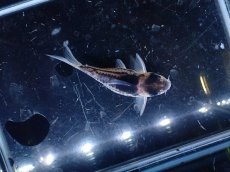 画像3: 【淡水魚】【通販】超激レア No2 ウルトラショートボディ コリドラス コルレア【個体販売】(±5cm)(コリドラス)(生体)(熱帯魚)NKCR (3)