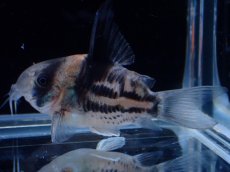 画像1: 【淡水魚】【通販】超激レア No3 ウルトラショートボディ コリドラス コルレア【個体販売】(±4cm)(コリドラス)(生体)(熱帯魚)NKCR (1)