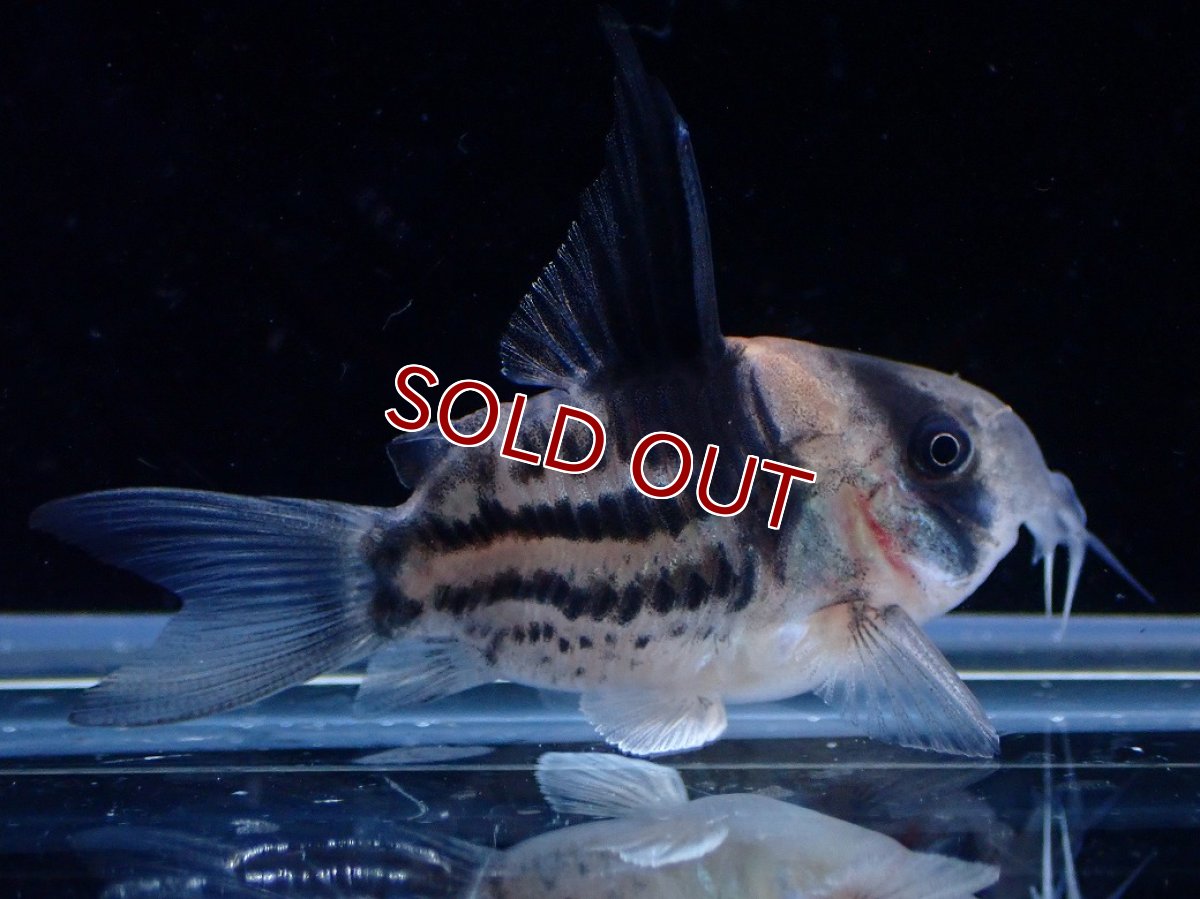 画像2: 【淡水魚】【通販】超激レア No3 ウルトラショートボディ コリドラス コルレア【個体販売】(±4cm)(コリドラス)(生体)(熱帯魚)NKCR (2)