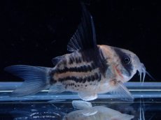 画像2: 【淡水魚】【通販】超激レア No3 ウルトラショートボディ コリドラス コルレア【個体販売】(±4cm)(コリドラス)(生体)(熱帯魚)NKCR (2)