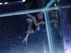 画像3: 【淡水魚】【通販】超激レア No3 ウルトラショートボディ コリドラス コルレア【個体販売】(±4cm)(コリドラス)(生体)(熱帯魚)NKCR (3)