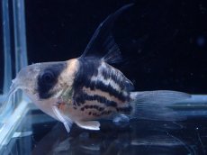 画像1: 【淡水魚】【通販】超激レア No4 ウルトラショートボディ コリドラス コルレア【個体販売】(±4cm)(コリドラス)(生体)(熱帯魚)NKCR (1)