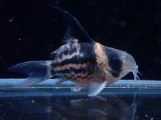 画像2: 【淡水魚】【通販】超激レア No4 ウルトラショートボディ コリドラス コルレア【個体販売】(±4cm)(コリドラス)(生体)(熱帯魚)NKCR (2)