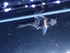 画像3: 【淡水魚】【通販】超激レア No4 ウルトラショートボディ コリドラス コルレア【個体販売】(±4cm)(コリドラス)(生体)(熱帯魚)NKCR (3)