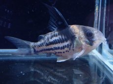画像1: 【淡水魚】【通販】超激レア No5 ウルトラショートボディ コリドラス コルレア【個体販売】(±4cm)(コリドラス)(生体)(熱帯魚)NKCR (1)