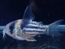 画像2: 【淡水魚】【通販】超激レア No5 ウルトラショートボディ コリドラス コルレア【個体販売】(±4cm)(コリドラス)(生体)(熱帯魚)NKCR (2)