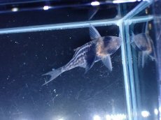 画像3: 【淡水魚】【通販】超激レア No5 ウルトラショートボディ コリドラス コルレア【個体販売】(±4cm)(コリドラス)(生体)(熱帯魚)NKCR (3)