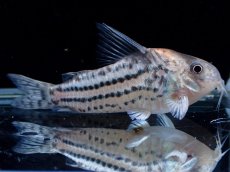 画像1: 【通販 淡水魚】超激レア XLサイズ プラチナ？ コリドラス コルレア【個体販売】(±6cm)(コリドラス)(生体)(熱帯魚)NKCR (1)