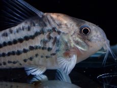 画像2: 【通販 淡水魚】超激レア XLサイズ プラチナ？ コリドラス コルレア【個体販売】(±6cm)(コリドラス)(生体)(熱帯魚)NKCR (2)
