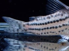 画像3: 【通販 淡水魚】超激レア XLサイズ プラチナ？ コリドラス コルレア【個体販売】(±6cm)(コリドラス)(生体)(熱帯魚)NKCR (3)