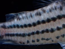画像4: 【通販 淡水魚】超激レア XLサイズ プラチナ？ コリドラス コルレア【個体販売】(±6cm)(コリドラス)(生体)(熱帯魚)NKCR (4)