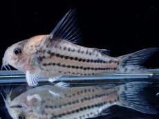 画像5: 【通販 淡水魚】超激レア XLサイズ プラチナ？ コリドラス コルレア【個体販売】(±6cm)(コリドラス)(生体)(熱帯魚)NKCR (5)