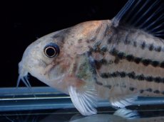 画像6: 【通販 淡水魚】超激レア XLサイズ プラチナ？ コリドラス コルレア【個体販売】(±6cm)(コリドラス)(生体)(熱帯魚)NKCR (6)