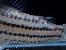 画像7: 【通販 淡水魚】超激レア XLサイズ プラチナ？ コリドラス コルレア【個体販売】(±6cm)(コリドラス)(生体)(熱帯魚)NKCR (7)