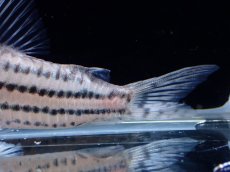 画像8: 【通販 淡水魚】超激レア XLサイズ プラチナ？ コリドラス コルレア【個体販売】(±6cm)(コリドラス)(生体)(熱帯魚)NKCR (8)