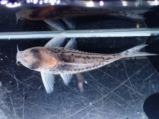 画像9: 【通販 淡水魚】超激レア XLサイズ プラチナ？ コリドラス コルレア【個体販売】(±6cm)(コリドラス)(生体)(熱帯魚)NKCR (9)