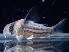 画像1: 【通販 淡水魚】超激レア プラチナ？ コリドラス コルレア【個体販売】(±3.5cm)(コリドラス)(生体)(熱帯魚)NKCR (1)