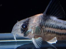 画像2: 【通販 淡水魚】超激レア プラチナ？ コリドラス コルレア【個体販売】(±3.5cm)(コリドラス)(生体)(熱帯魚)NKCR (2)