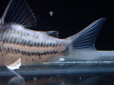 画像3: 【通販 淡水魚】超激レア プラチナ？ コリドラス コルレア【個体販売】(±3.5cm)(コリドラス)(生体)(熱帯魚)NKCR (3)