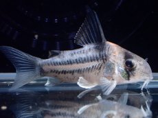 画像4: 【通販 淡水魚】超激レア プラチナ？ コリドラス コルレア【個体販売】(±3.5cm)(コリドラス)(生体)(熱帯魚)NKCR (4)