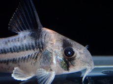画像5: 【通販 淡水魚】超激レア プラチナ？ コリドラス コルレア【個体販売】(±3.5cm)(コリドラス)(生体)(熱帯魚)NKCR (5)