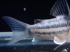 画像6: 【通販 淡水魚】超激レア プラチナ？ コリドラス コルレア【個体販売】(±3.5cm)(コリドラス)(生体)(熱帯魚)NKCR (6)