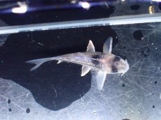 画像7: 【通販 淡水魚】超激レア プラチナ？ コリドラス コルレア【個体販売】(±3.5cm)(コリドラス)(生体)(熱帯魚)NKCR (7)