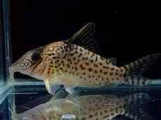 画像1: 【通販 淡水魚】激レア No1 コリドラス sp キンチャン ロンドニア州 ワイルド【個体販売】(±7cm)(生体)(熱帯魚)NKCR (1)