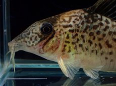 画像2: 【通販 淡水魚】激レア No1 コリドラス sp キンチャン ロンドニア州 ワイルド【個体販売】(±7cm)(生体)(熱帯魚)NKCR (2)