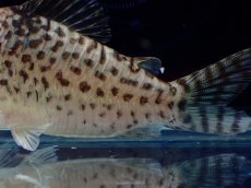 画像3: 【通販 淡水魚】激レア No1 コリドラス sp キンチャン ロンドニア州 ワイルド【個体販売】(±7cm)(生体)(熱帯魚)NKCR (3)