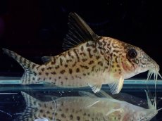 画像4: 【通販 淡水魚】激レア No1 コリドラス sp キンチャン ロンドニア州 ワイルド【個体販売】(±7cm)(生体)(熱帯魚)NKCR (4)