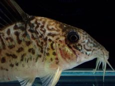 画像5: 【通販 淡水魚】激レア No1 コリドラス sp キンチャン ロンドニア州 ワイルド【個体販売】(±7cm)(生体)(熱帯魚)NKCR (5)