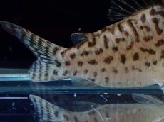 画像6: 【通販 淡水魚】激レア No1 コリドラス sp キンチャン ロンドニア州 ワイルド【個体販売】(±7cm)(生体)(熱帯魚)NKCR (6)