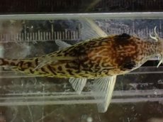 画像7: 【通販 淡水魚】激レア No1 コリドラス sp キンチャン ロンドニア州 ワイルド【個体販売】(±7cm)(生体)(熱帯魚)NKCR (7)